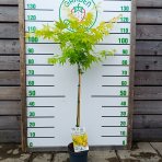 Javor dlaňolistý (Acer palmatum) ‘ORANGE DREAM’ - výška 100-120 cm, kont. C4L - NA KMIENKU
